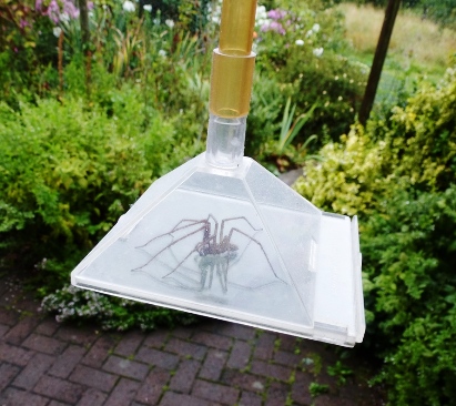 First trap your large eight-legged invader before releasing it outside